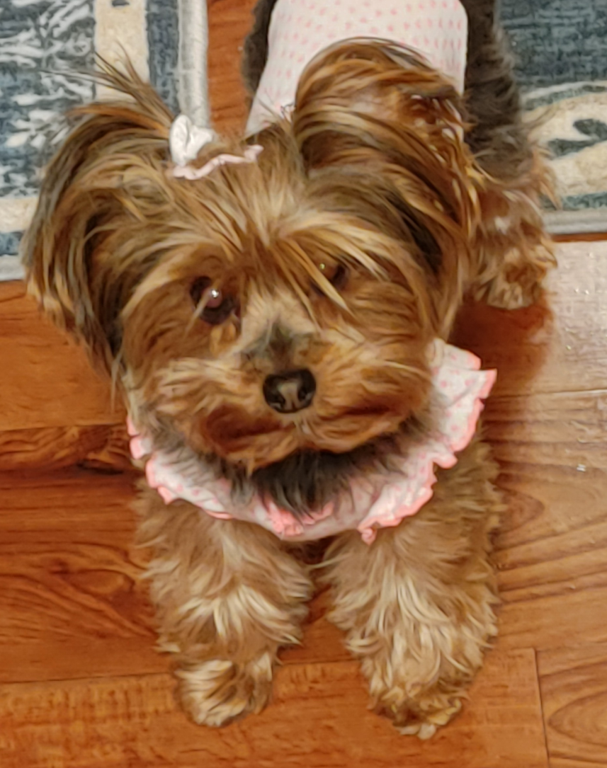 Adorable Yorkie 1