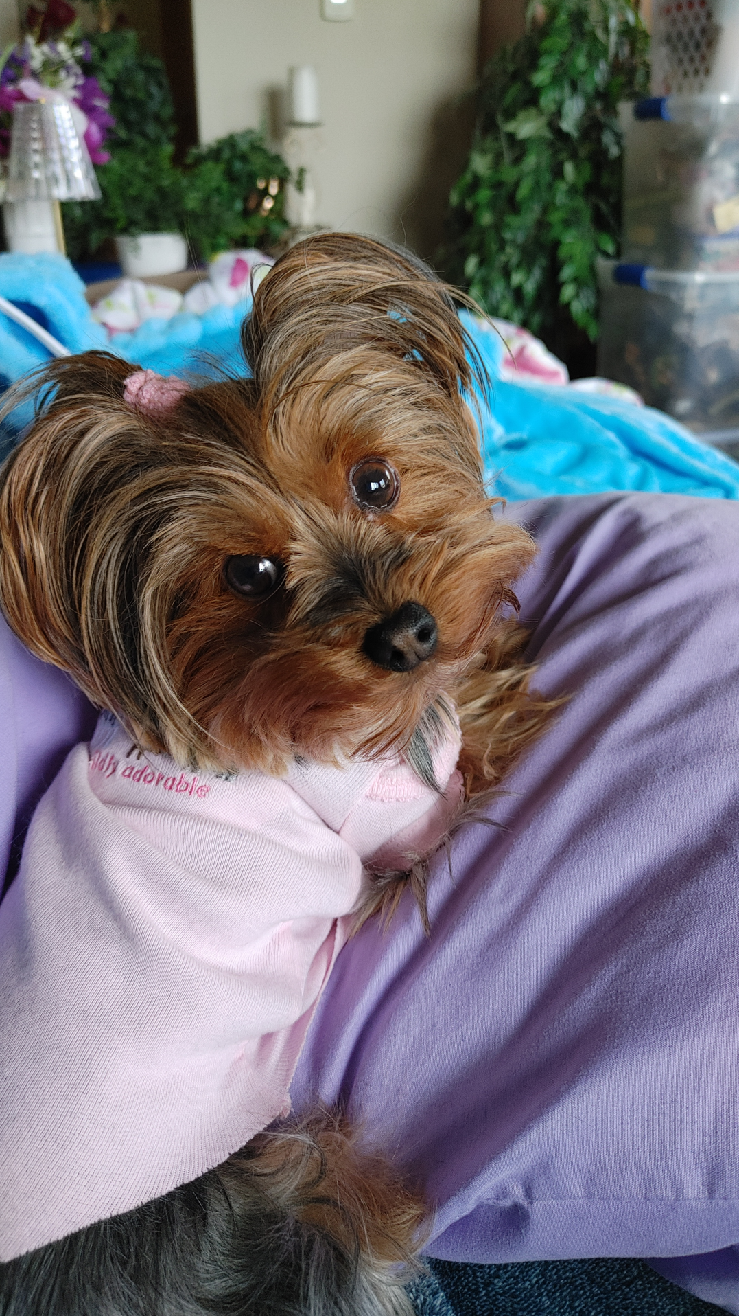 Adorable Yorkie 2