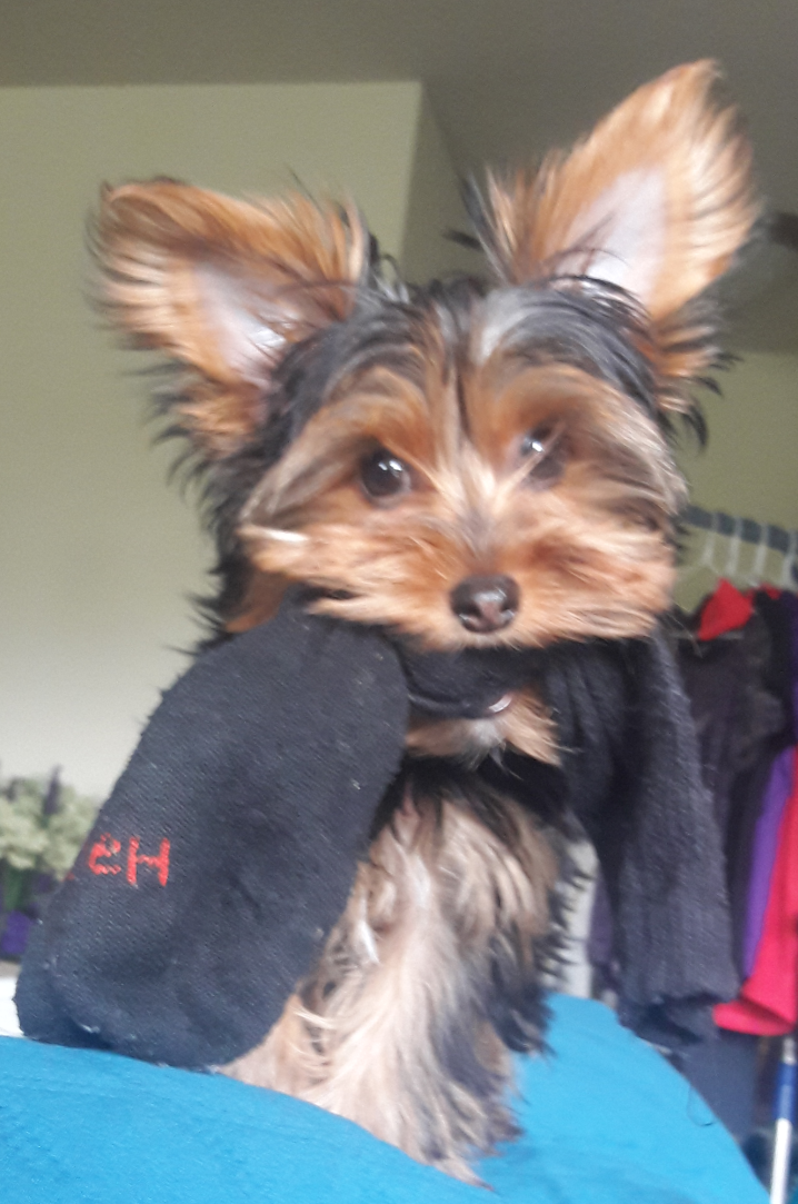 Adorable Yorkie 3